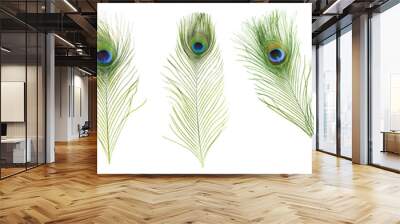 beautiful bright peacock feathers on white background, collage. banner design Wall mural