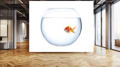 Beautiful bright small goldfish in round glass aquarium isolated on white Wall mural