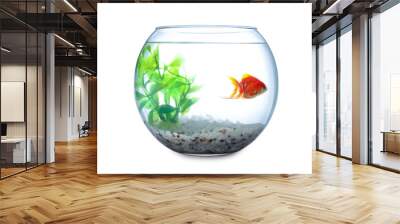 Beautiful bright small goldfish in round glass aquarium isolated on white Wall mural