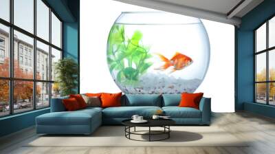 Beautiful bright small goldfish in round glass aquarium isolated on white Wall mural