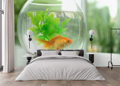 Beautiful bright small goldfish in round glass aquarium on table indoors. Space for text Wall mural