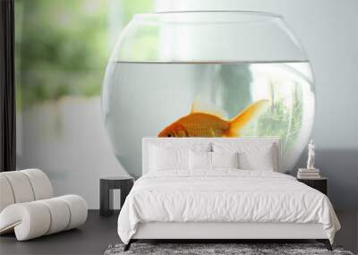 Beautiful bright small goldfish in round glass aquarium on table indoors Wall mural