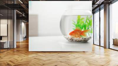 Beautiful bright small goldfish in round glass aquarium on white table indoors. Space for text Wall mural