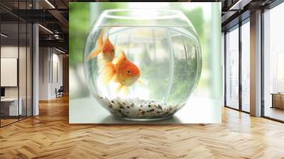 Beautiful bright small goldfishes in round glass aquarium on table indoors Wall mural