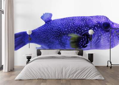 Beautiful bright tropical pufferfish on white background Wall mural