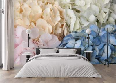 Beautiful colorful hydrangea flowers as background, top view Wall mural