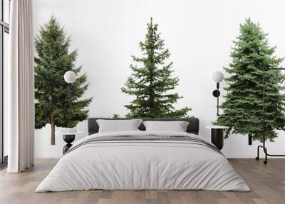 Beautiful evergreen fir trees on white background, collage. Banner design Wall mural