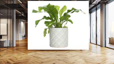 Beautiful fern in pot isolated on white Wall mural