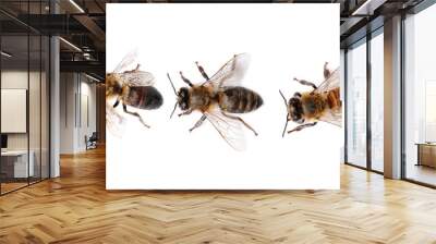 Beautiful honeybees on white background, top view. Domesticated insects Wall mural