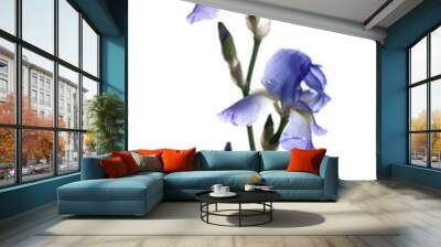 Beautiful irises isolated on white. Spring flower Wall mural