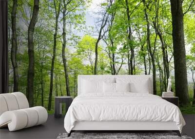 Beautiful landscape with tall trees in park, low angle view Wall mural