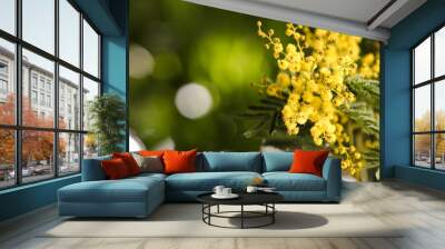 Beautiful mimosa plant on blurred background, closeup. Space for text Wall mural