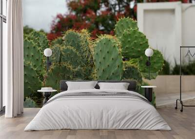 Beautiful prickly pear cactus with spines growing outdoors Wall mural