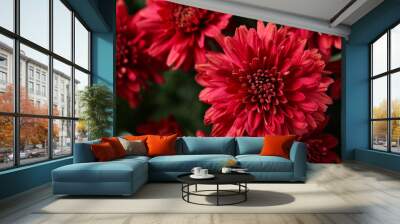 Beautiful red chrysanthemum flowers with leaves, closeup Wall mural