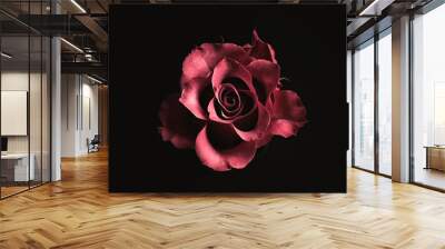 Beautiful rose on black background. Floral card design with dark vintage effect Wall mural