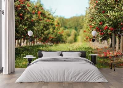 Beautiful view of apple orchard on sunny autumn day Wall mural