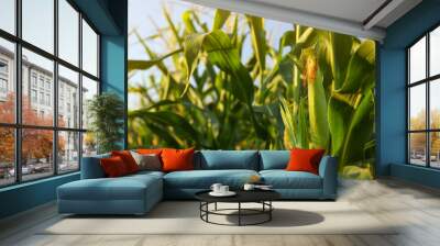 Beautiful view of corn growing in field, closeup Wall mural