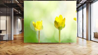 Blooming stages of yellow lesser celandine flower on blurred background Wall mural