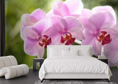 Branch of beautiful pink Phalaenopsis orchid on blurred background, closeup Wall mural