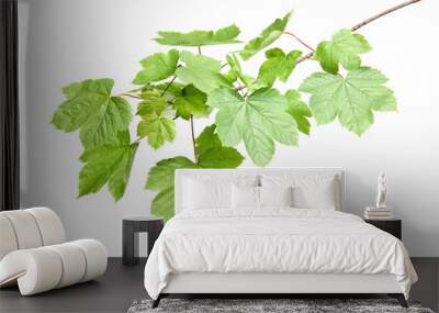 Branch of maple tree with young fresh green leaves isolated on white. Spring season Wall mural