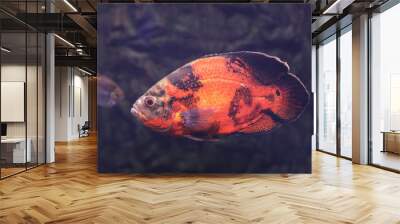 Bright oscar fish swimming in clear aquarium Wall mural