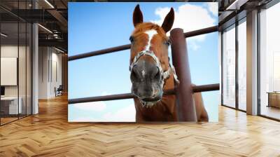 Chestnut horse at fence outdoors on sunny day, closeup. Beautiful pet Wall mural