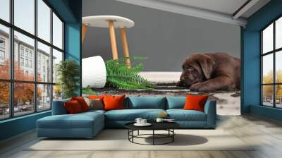 Chocolate Labrador Retriever puppy with overturned houseplant at home Wall mural