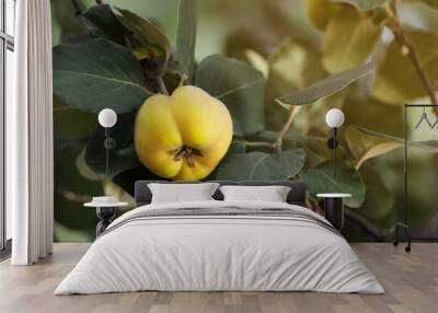 Closeup view of quince tree with ripening fruit outdoors Wall mural