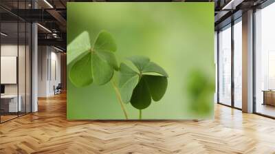 Clover leaves on blurred background, closeup. St. Patrick's Day symbol Wall mural