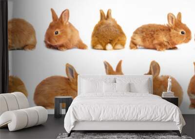 Collage with adorable fluffy Easter bunnies on white background. Banner design Wall mural