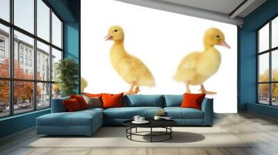 Collage with cute fluffy ducklings on white background, banner design. Farm animals Wall mural