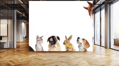 Collage with horse and other pets on white background. Banner design Wall mural