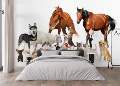 Collage with horses and other pets on white background Wall mural