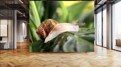 Common garden snail crawling on wet leaf, closeup Wall mural