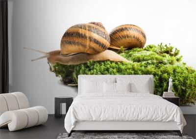 Common garden snails on green moss against white background Wall mural