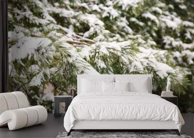 Coniferous branches covered with fresh snow, closeup Wall mural