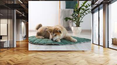 Cute Akita Inu dog on rug in room with houseplants Wall mural