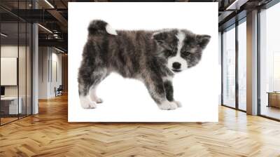 Cute Akita inu puppy on white background. Friendly dog Wall mural