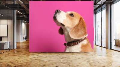 Cute Beagle dog on color background Wall mural