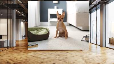 Cute Chihuahua dog on floor in room. Pet friendly hotel Wall mural