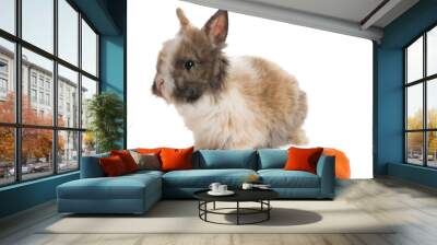 Cute fluffy pet rabbit isolated on white Wall mural