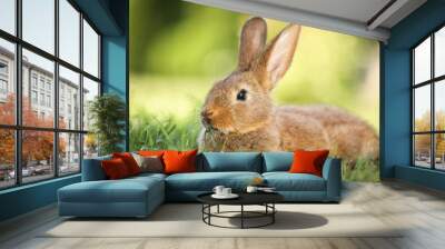 Cute fluffy rabbit on green grass outdoors Wall mural