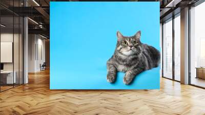 Cute gray tabby cat on light blue background, space for text. Lovely pet Wall mural