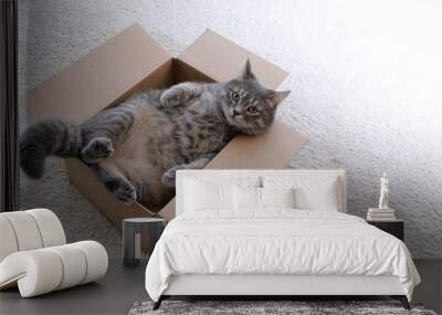 Cute grey tabby cat in cardboard box on floor at home Wall mural