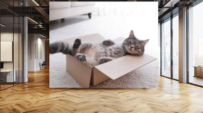 Cute grey tabby cat in cardboard box on floor at home Wall mural