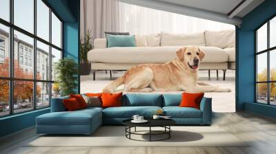 Cute Labrador Retriever on floor in living room Wall mural