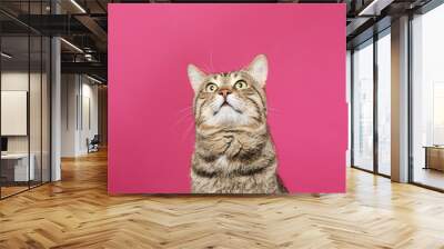 Cute tabby cat on color background. Friendly pet Wall mural