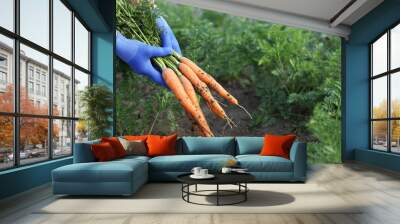 Farmer in gloves holding bunch of fresh carrots in garden, closeup Wall mural