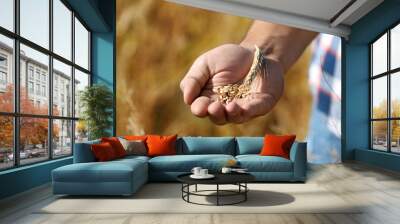 Farmer with wheat grains in field, closeup. Cereal farming Wall mural