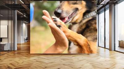 Female volunteer with homeless dog at animal shelter outdoors, closeup Wall mural